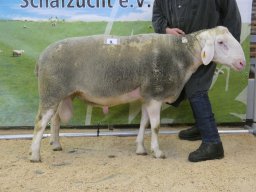 2026 Bilder 1A Tiere &raquo; 2026: Bilder Merinolandschaf-Elite-Böcke Bayern